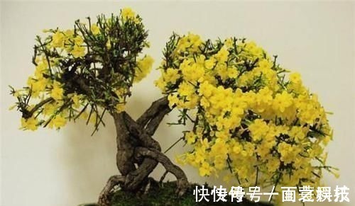 金枝玉叶|养3种树,越老越值钱,5年变老桩,盆盆都值2000元以上