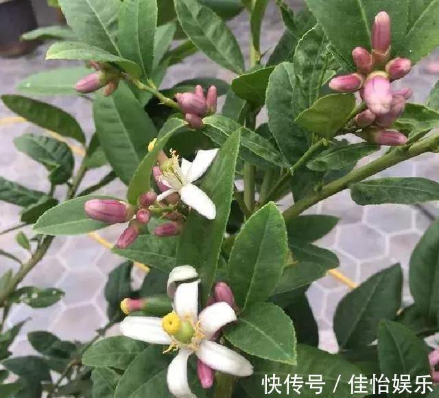 柠檬树|3种“香香树”,剪个枝丫,插土里,15天生根,开花满屋香