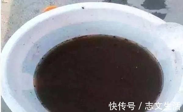 盆土变硬如“石头”，不用换盆，浇这“2种水”，比新土还松软