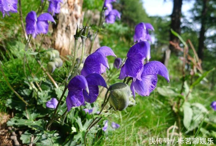 北乌头|关公刮骨疗伤就是中了它的毒,山上很常见,遇到需谨慎!