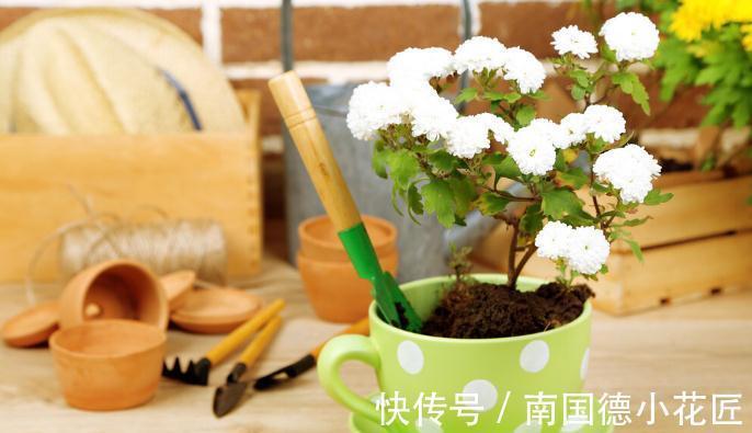 栽种|养花换下来的旧土别扔,加4种东西,比新土还好用