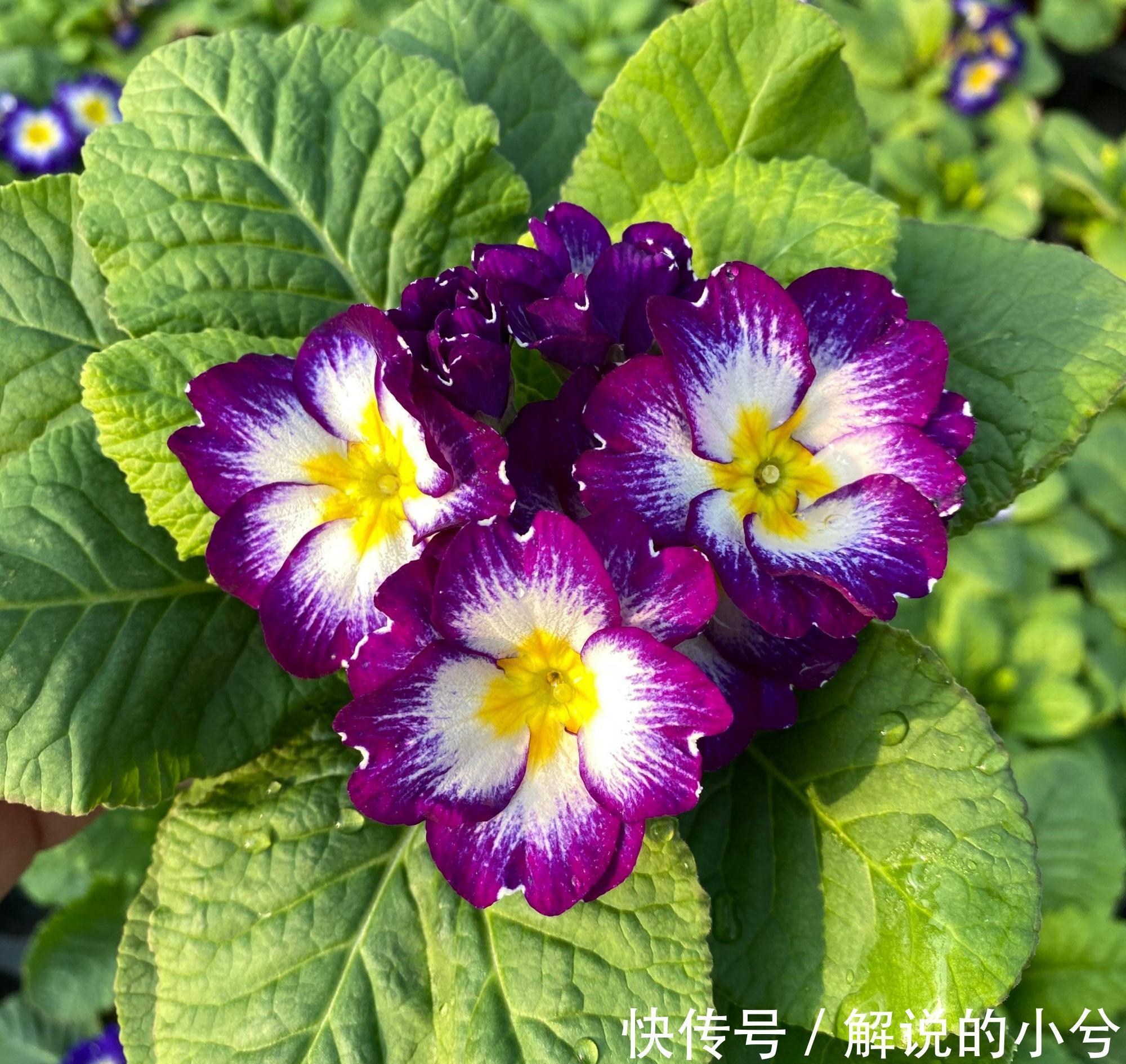 天冷就养“3种花”,耐寒好养,花儿朵朵开,又美又娇艳