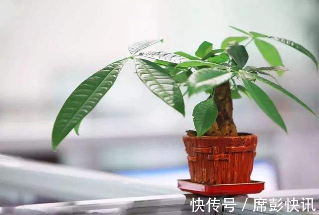 发财树最怕这几个点,平日养护要注意,不怕黄叶烂根养不活