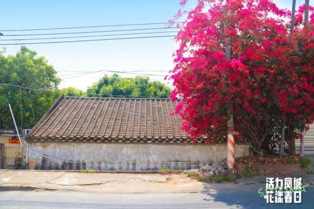 十里芳华万里飘香，顺德有场“盛大的花事”邀你来赏花