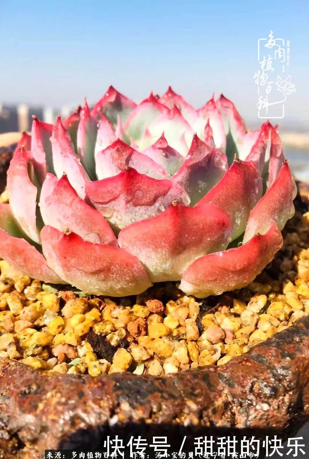 蚧壳虫|远嫁他乡,多肉是我孤寂时最美的陪伴!