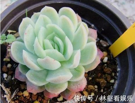 喜欢玫瑰，不妨试试“珍品玫瑰”安妮公主，丰腴婀娜，芳姿耀眼