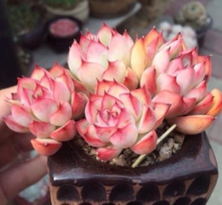 植株|花雨夜的叶片越来越肥，颜色红润喜人，学会这几点你也能养好