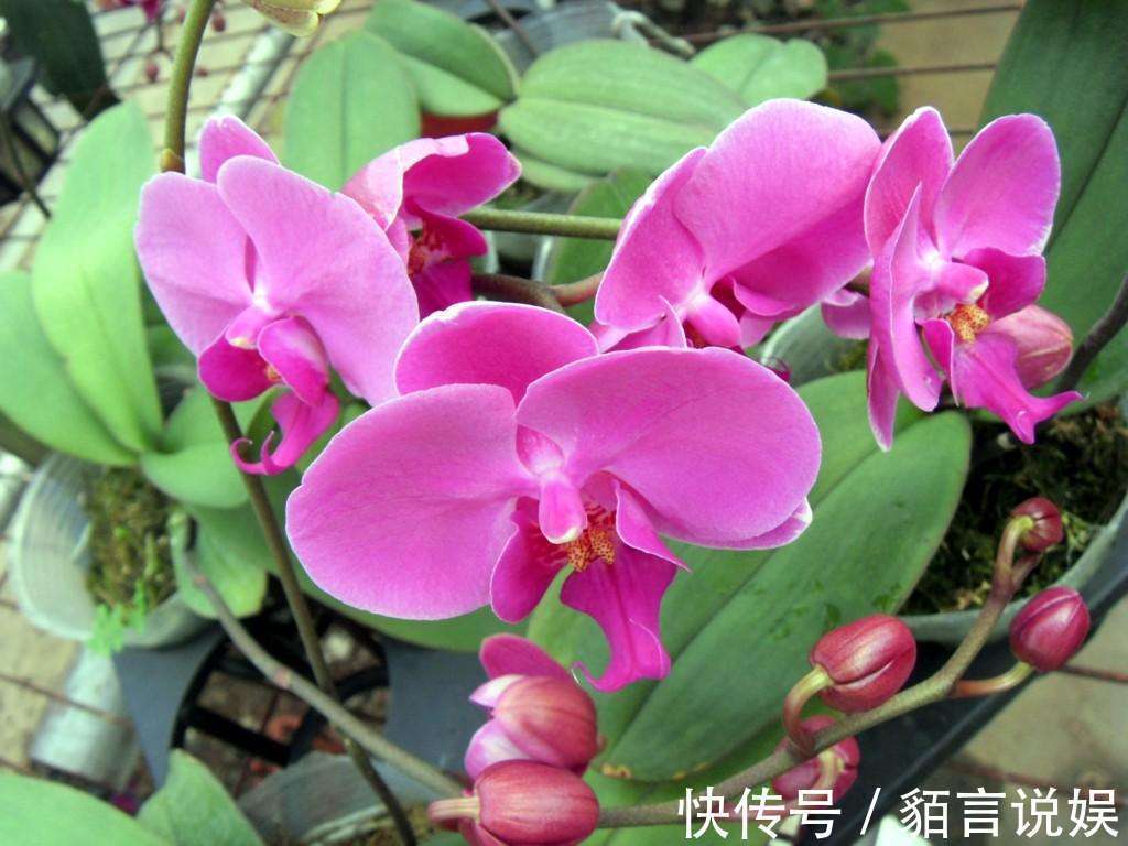 修剪|蝴蝶兰是有名的年宵花,开花似蝴蝶,十分好养你也能上手