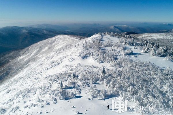 凤凰山|雪深超一米 凤凰山高山雪原“风姿”初现