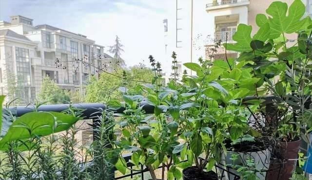 养花高手不买一楼房子,庭院生活,一个阳台就能实现,羡慕