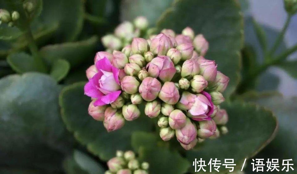 长寿花扦插不复杂,只需注意几点,叶片肥嘟嘟,开花又大又艳!