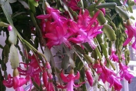 养蟹爪兰,就在盆里加“它”,轻轻松松开成花海,爆盆不是梦!