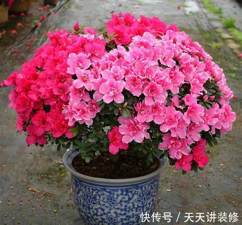 3种木枝花,颜值高花期长,越养越好看,长成老桩更值钱!