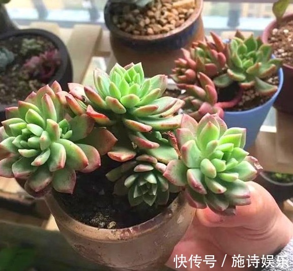 可以拯救多肉的两大技巧，让多肉变丰满，不知道可亏大了