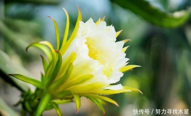 火龙果花开美似“昙花”你见过吗“红绣球”火龙果长什么样