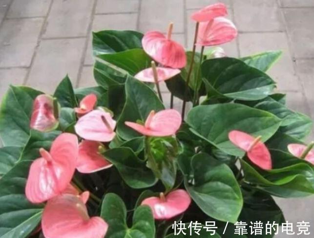 家里养的花卉植物为什么会生病虫害,4个方法帮你解决