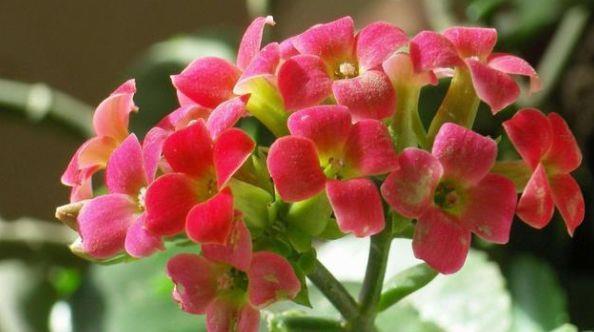 4种花适合冬天养，开花爆盆花期长，枝头花苞满