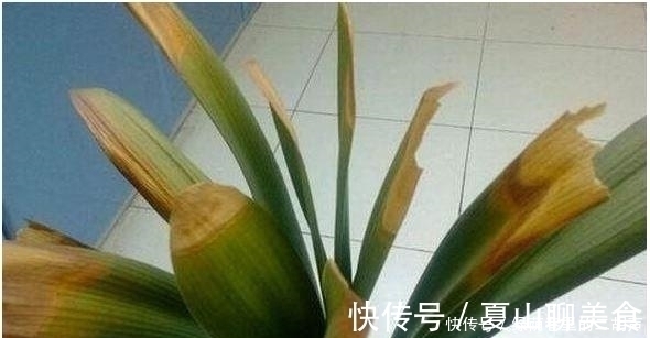 我把盆栽君子兰养成这样,好心疼,老婆只用3天将它变黑绿发亮!