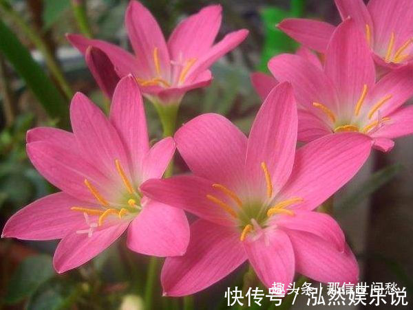 中心花|喜欢养菊,就养盆“菊中珍品”枫林夕照,似晚霞枫叶,百媚妖娆