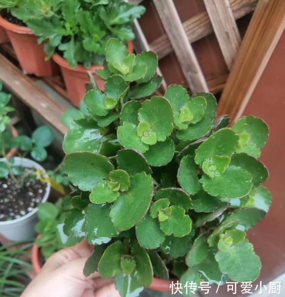 长寿花扦插，一不小心阳台就满了，插在土里就能活，全都送邻居了