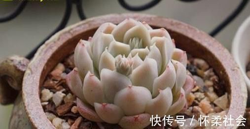 叶片|当年的贵货多肉，变成了烂大街的便宜货，暴风哭泣
