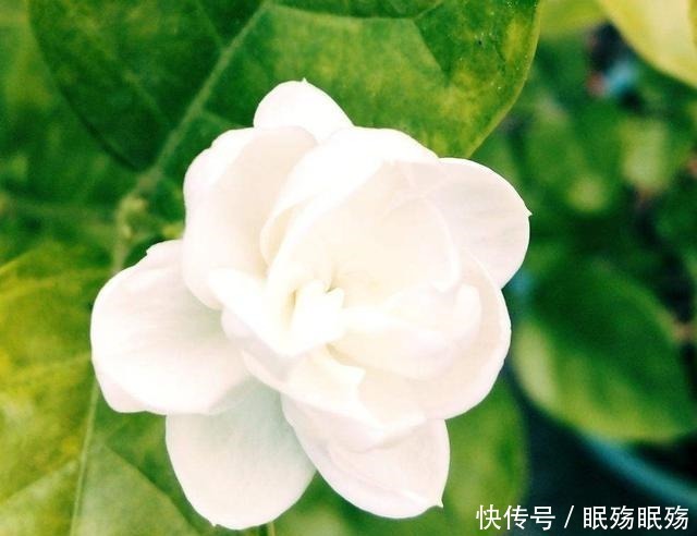 最爱“吃醋”的花,给它喝点醋才高兴,越喝叶子越油亮!