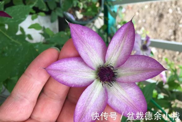 品种|皮实耐热的铁线莲品种，掌握方法技巧