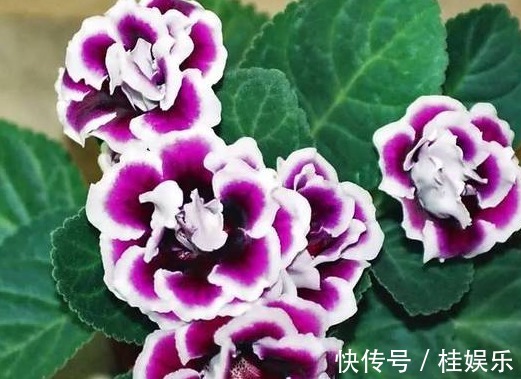 没有别的作用,只有好看的花,为什么很多人喜欢养