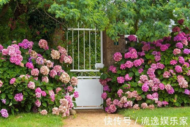 球兰|5种花不用管,盆栽地栽都好养,自己就能长成大花球,花开还惊艳