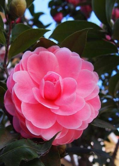 秋冬茶花有“3怕”，掌握不当难开花，避开了花大色艳，开满枝头