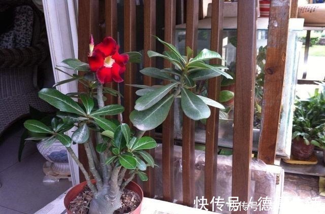 烂根|4种怕水的绿植,你越懒越不浇水,反而长得更好,浇水就烂根!