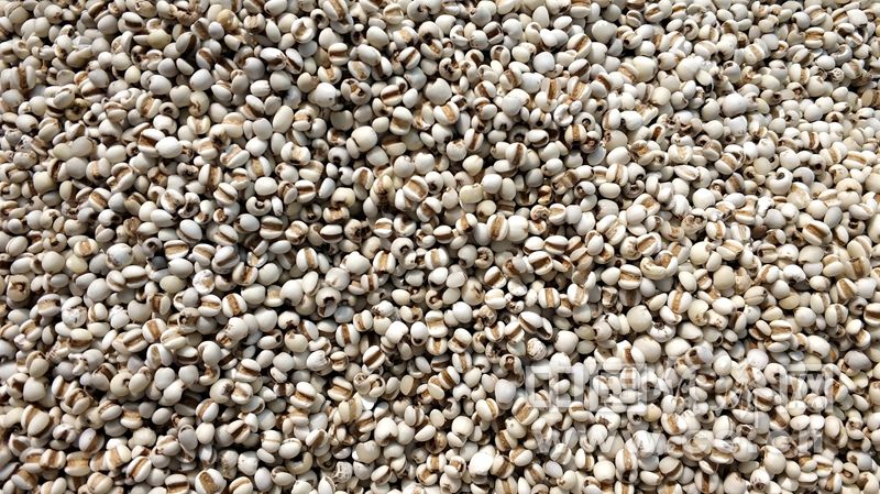 祛湿|秋季别忘祛湿 6种食物帮你“吃”掉湿气