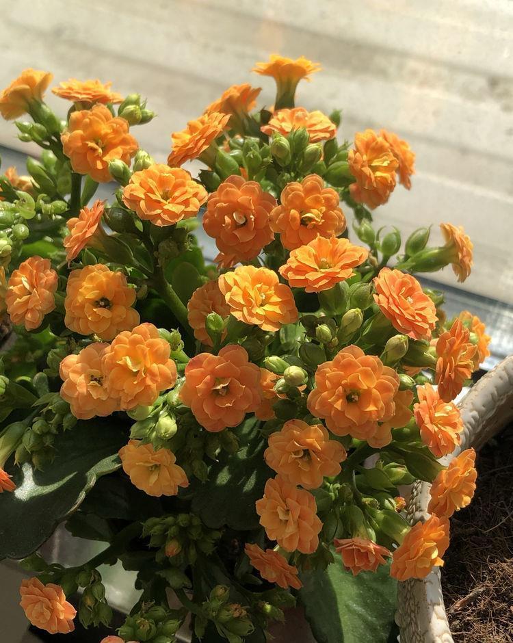 适合阳台养护的花卉，沾点水就疯长，开花勤还爱爆盆