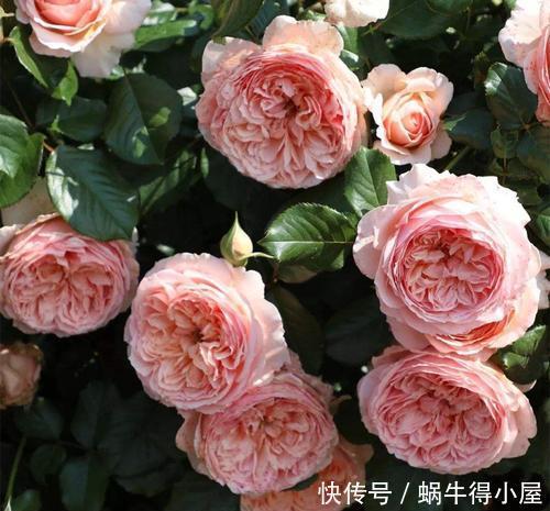 庆典|4种浓香型月季,好养好看又抗病,养一株清香四溢,我就养了6棵