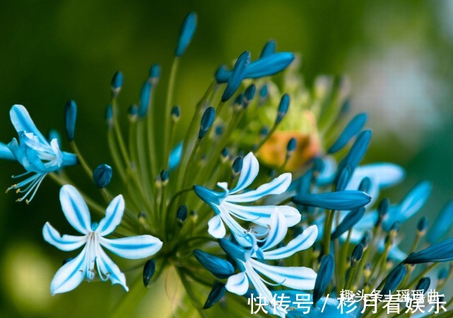 此花优雅靓丽娇俏可爱，像亭亭玉立的少女，是神秘浪漫的爱情之花