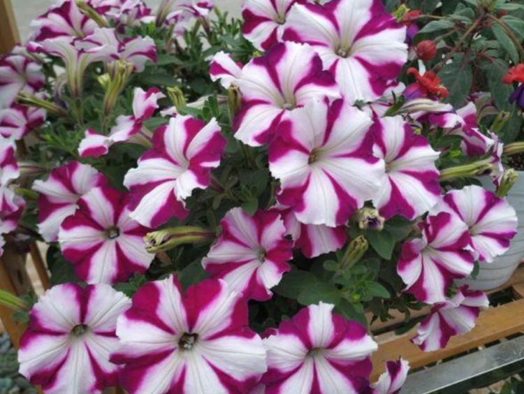 4种花卉,好养易活花量大,颜值超高的,越养越喜欢