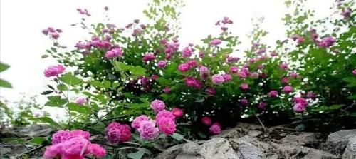 不花钱的美容方法——正确洗脸