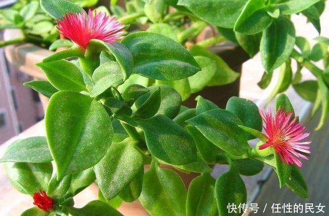 养护|这花一根枝条就能活,花开的美不胜收,怎么养护你知道吗