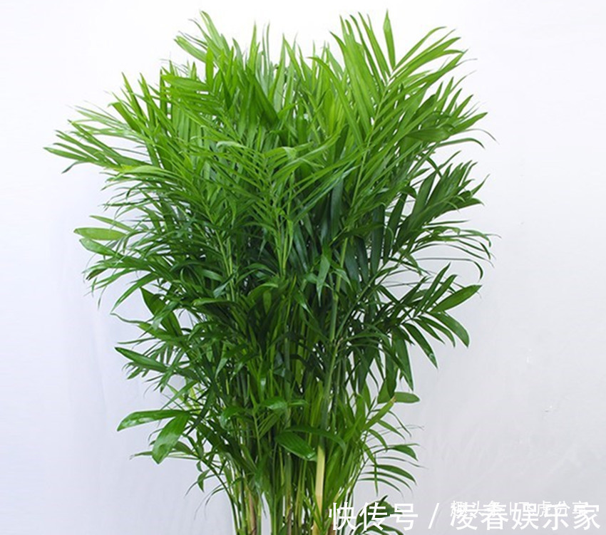 花中三绝和花草四雅,每一盆都飘逸俊秀、亭亭玉立,你家有吗