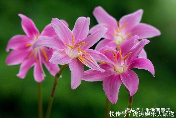 鳞茎|此花，人称“不死花”，耐寒耐高温！教你几招，3年开花，花开3年