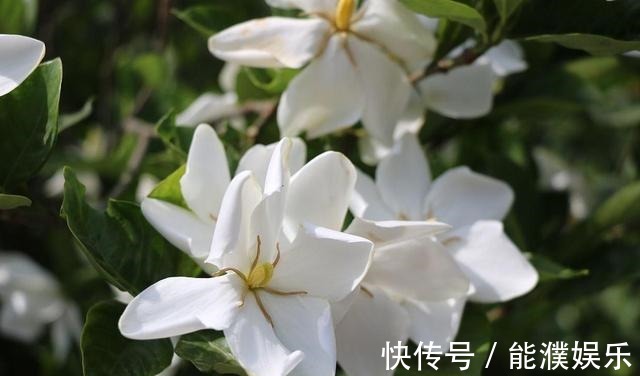 栀子花、茉莉花用塑料瓶扦插,装点水就生根,新手也能用!