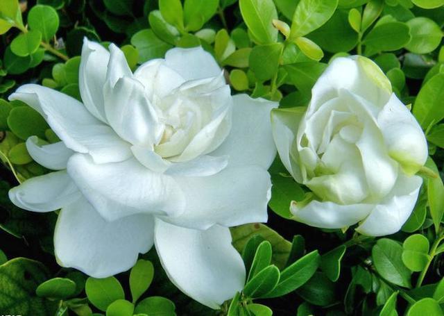 磷酸二氢钾“使用方法”!怎么用什么时候用,有不少注意事项!