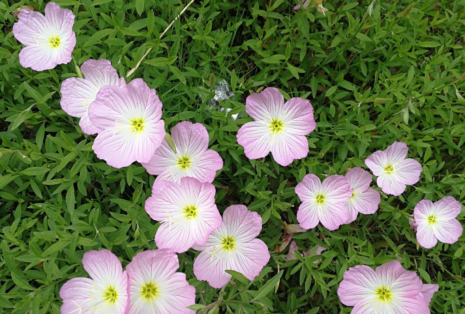 养花试试这几款，鲜花红如火具有勤勉的开花能力
