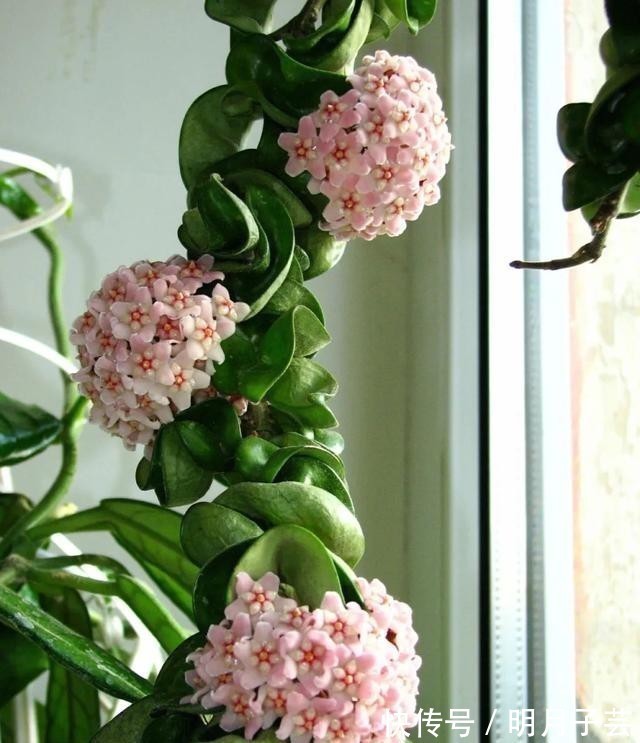蝴蝶兰|15种耐阴花,室内光照不足,照样花开不断!