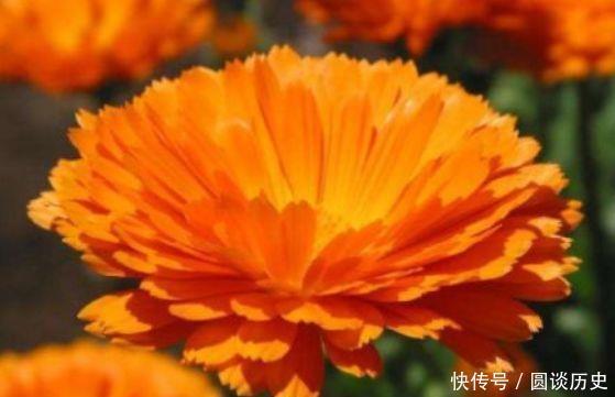 4种花花开媲美玫瑰,花朵姿态万千,价格便宜入手不亏