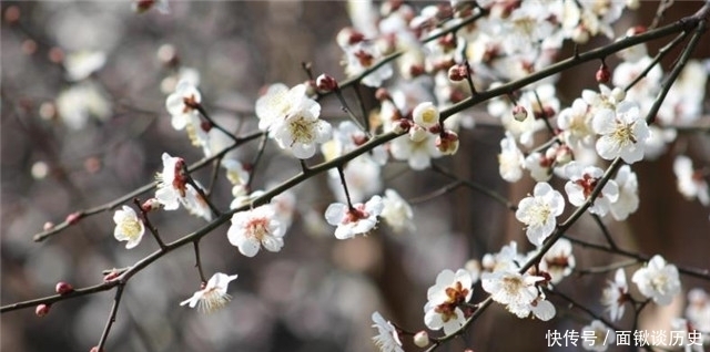 万树|隋朝金谷园万树梅花：腊月正月早惊春，梅花色白雪中明