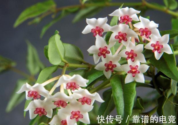 7种花草自带“抗体”，不容易生病虫害，是真正的“省心”花