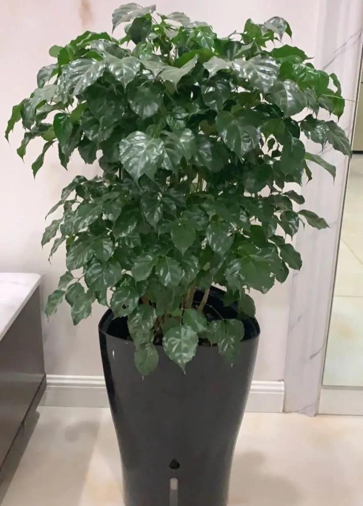 5度以下，常见的21种花必须断水，不然都烂根了