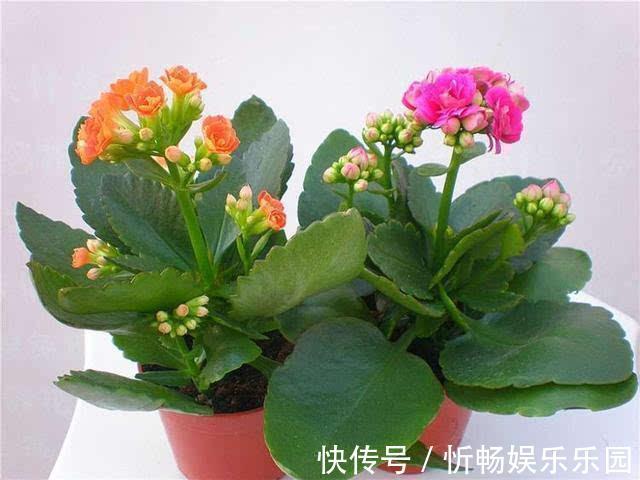 长寿花|赶紧养上几盆这些花卉，满室生香，春意盎然！美美美