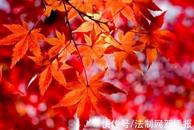 平利县|10月美开挂!中国最美乡村平利迎来最美金秋，小众秘境每一处都惊艳